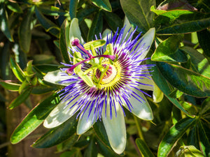 Passionflower