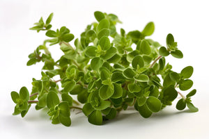 Brahmi