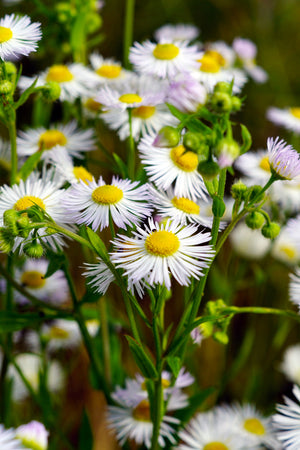 Chamomile